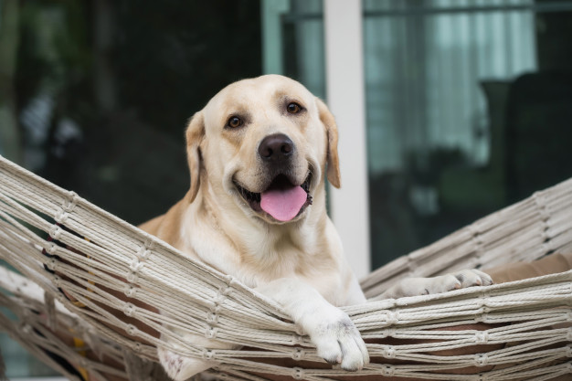 labrador-retriever-dog-relax-rope-hammock_33842-507